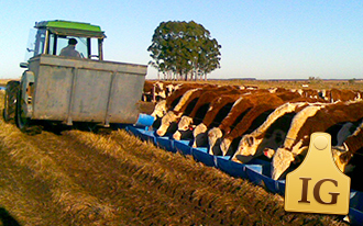 Feedlot